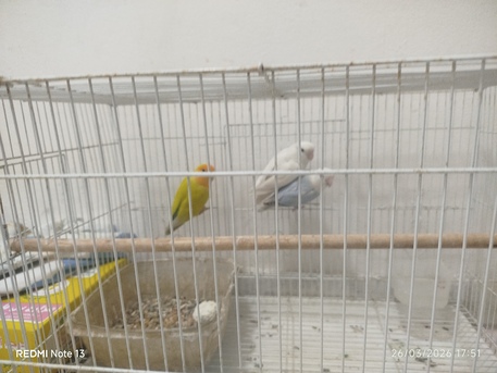 Khobar, Pet Supplies, SAR 450,  Love Birds
