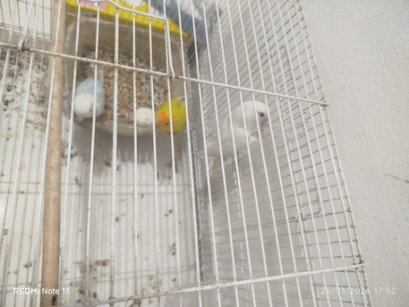 Khobar, Pet Supplies, SAR 450,  Love Birds
