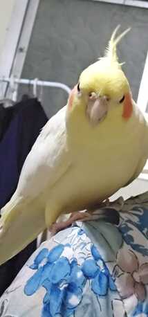 Al Malaz, Pet Supplies, SAR 01000,  🦜 Very Special Cocktiel Pair For Sale &ndash; Aleef SAR 1000 🦜 &bull;