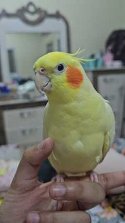 Al Malaz, Pet Supplies, SAR 01000,  🦜 Very Special Cocktiel Pair For Sale &ndash; Aleef SAR 1000 🦜 &bull;