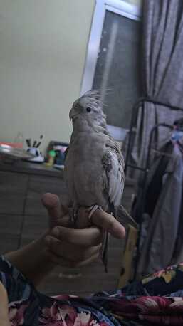 Al Malaz, Pet Supplies, SAR 01000,  🦜 Very Special Cocktiel Pair For Sale &ndash; Aleef SAR 1000 🦜 &bull;