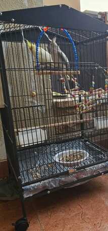 Al Malaz, Pet Supplies, SAR 01000,  🦜 Very Special Cocktiel Pair For Sale &ndash; Aleef SAR 1000 🦜 &bull;