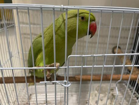 Jeddah, Pet Supplies, SAR 550,  Green Parrot