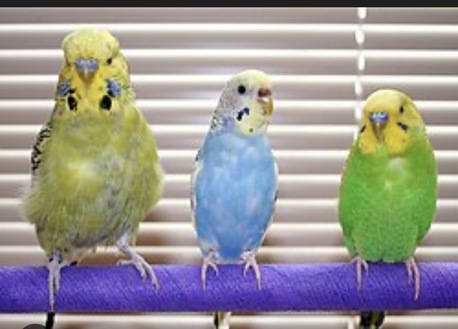 Jubail, Pet Supplies, SAR 65,  Lovely Budgies For Sale &ndash; Affordable Prices