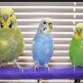 SAR 65,  Lovely Budgies For Sale &ndash; Affordable Prices