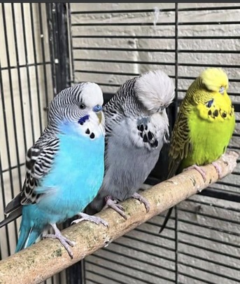 Jubail, Pet Supplies, SAR 65,  Lovely Budgies For Sale &ndash; Affordable Prices