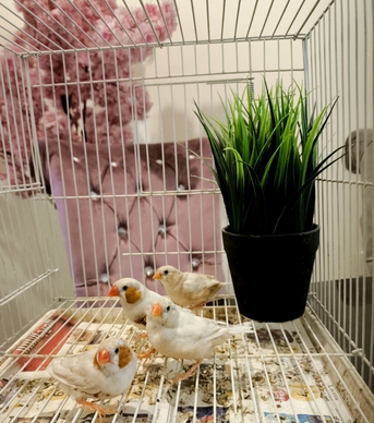 Olaya, Pet Supplies, SAR 250,  Zebra Finch(Isabel Or Florida Fancy)