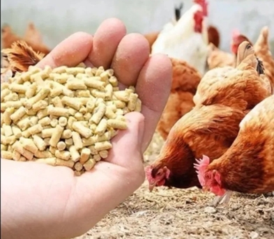 Salalah, Food, OMR 280,  High-Quality Poultry & Livestock Feed &ndash; Made In Oman 🇴🇲