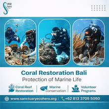 Bali, Training, Coral Restoration Bali &ndash; Protection Of Marine Life