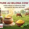 INR 1150,  Buy Pure A2 Bilona Cow Ghee &ndash; Farm Fresh & Chemical-Free