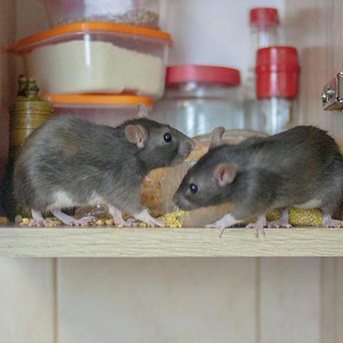 Sydney, Business, Queanbeyan Rodent Control