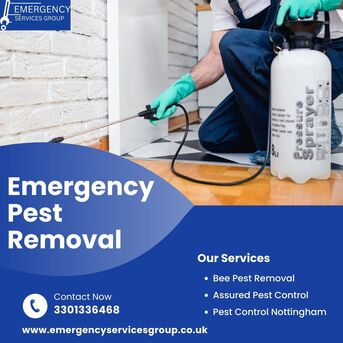 London, Pest Control, Who Offers Emergency Pest Removal Services 24/7?