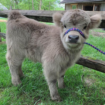 Vilnius, Pet Supplies, Buy Premium Mini Highland Calves For Sale