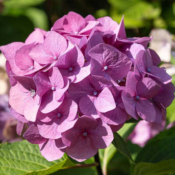 New York, Farm & Garden, USD 39,  Penny Mac Hydrangea &ndash; Long Blooming Colorful Shrub