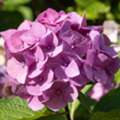 USD 39,  Penny Mac Hydrangea &ndash; Long Blooming Colorful Shrub