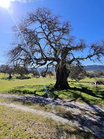 New York, Health, Robles Ranch