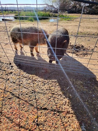 New York, Health, Robles Ranch