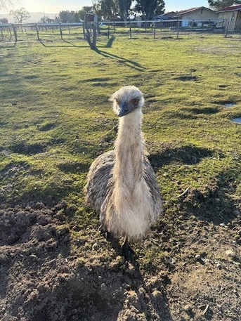 New York, Health, Robles Ranch