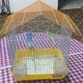 SAR 25,  Bird Cages