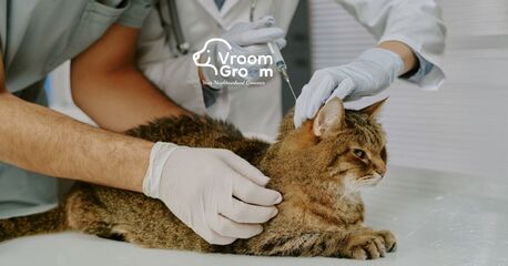 Dubai, Pet Sitting, Cat Grooming Services: Which Salon Suits Your Cat