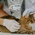 Cat Grooming Services: Which Salon Suits Your Cat's Breed?