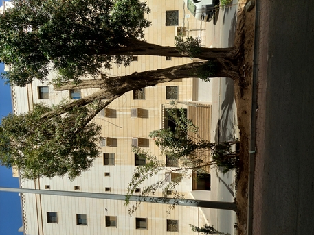 Jeddah, Roommates, SAR 900/month,  Furnished Bath Attached Single Room