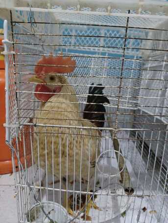 Riyadh, Household Items, SAR 100,  Rooster Pair....cock And Hen