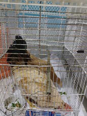 Riyadh, Household Items, SAR 100,  Rooster Pair....cock And Hen