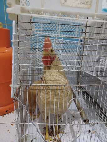 Riyadh, Household Items, SAR 100,  Rooster Pair....cock And Hen
