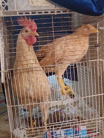 Riyadh, Household Items, SAR 100,  Rooster Pair....cock And Hen