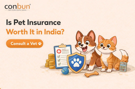 Mumbai, Pet Sitting, Is Pet Insurance Worth It In India? Save Big On Vet Bills Today