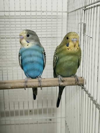 Olaya, Pet Supplies, SAR 100,  Budgie Pair