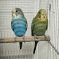 SAR 100,  Budgie Pair