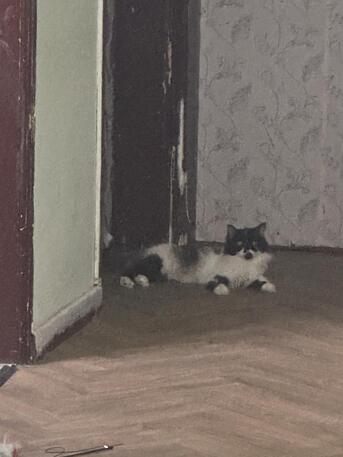 Jubail, Pet Supplies, Persian Royal FeMale Cat Fully Vaccinated Wanted To Give For Adopt