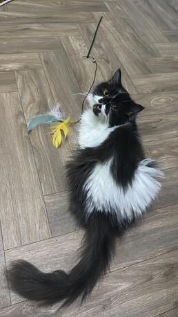 Jubail, Pet Supplies, Persian Royal FeMale Cat Fully Vaccinated Wanted To Give For Adopt