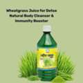 INR 546,  Wheatgrass Juice For Detox | Natural Body Cleanser & Immunity Booster