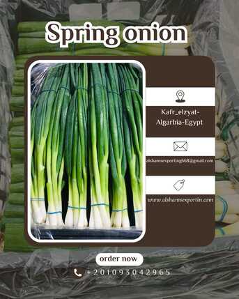 Toronto, Farm & Garden, Spring Onion