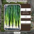 Spring Onion