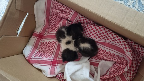 Al Olaya, Pet Adoption, Kittens For Adoption