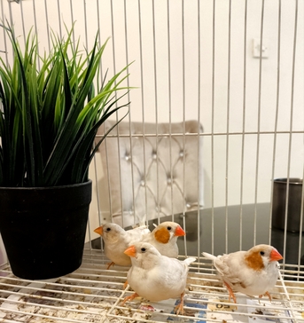 Olaya, Farm & Garden, SAR 150,  Isabel Zebra Finches Breeding Pairs