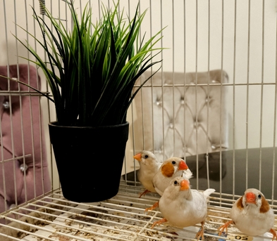 Olaya, Farm & Garden, SAR 150,  Isabel Zebra Finches Breeding Pairs