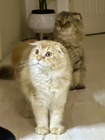 Jeddah, Pet Adoption, 4-Month-Old Leo Available 🐾