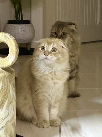 Jeddah, Pet Adoption, 4-Month-Old Leo Available 🐾