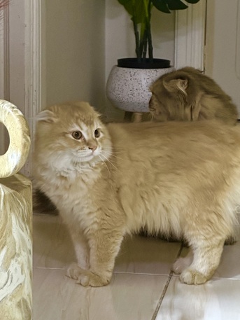 Jeddah, Pet Adoption, 4-Month-Old Leo Available 🐾