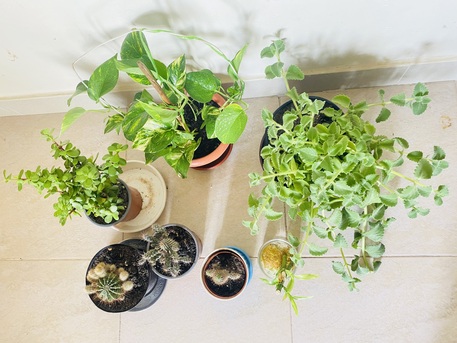 Juffair, Farm & Garden, BHD 5,  Mix Plants For Sale Very Good And Healthy