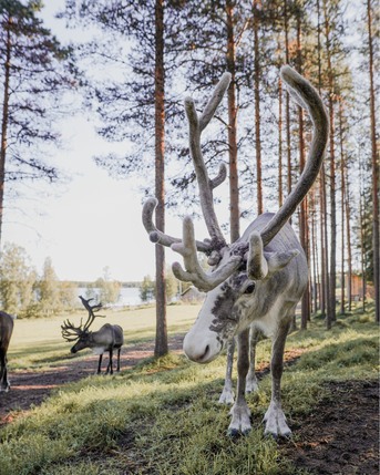 Dubai, Travel, Visit Finland For Holidays...HALAL FOOD.