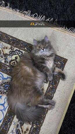 Jubail, Pet Adoption, Persian Cat For Adoption