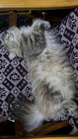Jubail, Pet Adoption, Persian Cat For Adoption