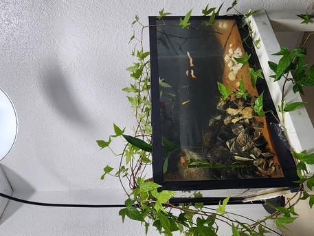 Sulai, Pet Supplies, SAR 500,  Fish Aquarium For Sale