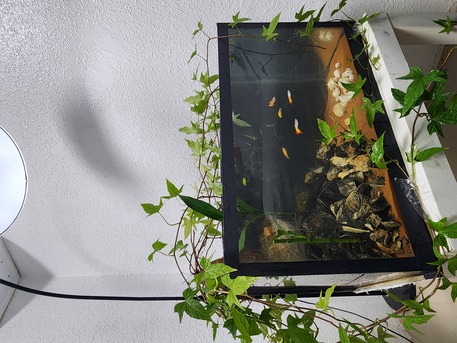 Sulai, Pet Supplies, SAR 500,  Fish Aquarium For Sale